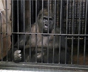 Узники киевского зоопарка обречены на смерть? Фото Максима Люкова