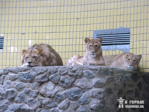 Теперь делами зоопарка займется КГГА. Фото Ольги Кромченко. 
