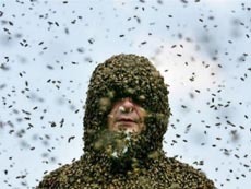 Налет насекомых может стать настоящей проблемой для города. Фото с сайта static2.aif.ru/