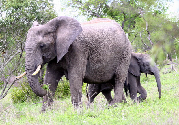 Новых слонов возьмут в Голландии. Фото sxc.hu