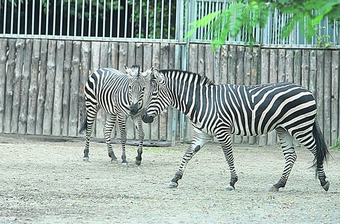 Полуторагодовалая зебра умерла от заворота кишок.
Фото segodnya.ua