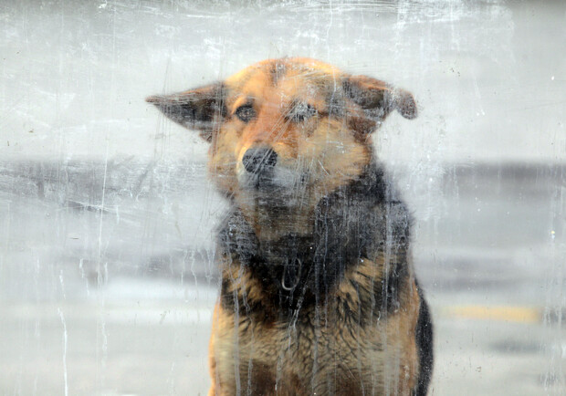 Догхантеры собираются травить собак на "Теремках-2". Фото Максима Люкова