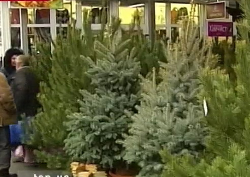Киевские рынки заполонили дешевые и больные елки. Кадр из видео ТСН