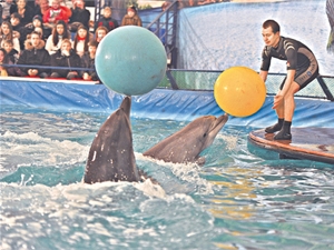 По мнению экологов, дельфины, которые живут в закрытых бассейнах, в итоге сходят с ума. Фото из архива «КП»