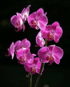 Киевляне уже сегодня смогут полюбоваться орхидеями. Фото sxc.hu