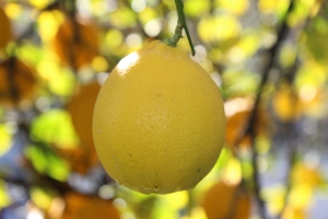 Каждый лимон весит около килограмма. Фото sxc.hu