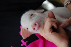 Теперь в КГГА живет маленькая свинка. Фото sxc.hu