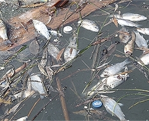 На берега реки выбросило восемь тонн мертвой рыбы. Фото Максима Люкова