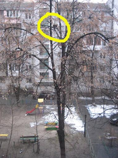 Новость - События - В центре Киева третий день никто не хочет снять кота с дерева