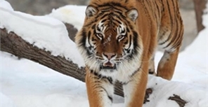 Кто в итоге ответит за поступок тигра? Фото Максима Люкова