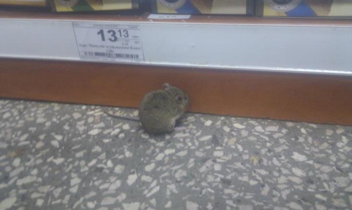 Новость - События - Фотофакт: в киевских супермаркетах бегают мыши