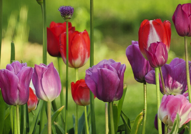 Скоро склоны парка покроются ярким разноцветным ковром из тюльпанов. Фото sxc.hu