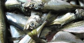 Мор рыбы, который начался в Житомирской области скоро доберется до Киева. Фото с сайта sxc.hu
