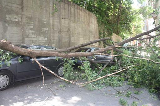 Вчерашний день стал рекордным по количеству раздавленных деревьями машин. Фото: Шуша, форум "Украинской правды"