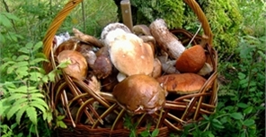 Открываем охоту на грибы! Фото с сайта oxota-ru.ru.
