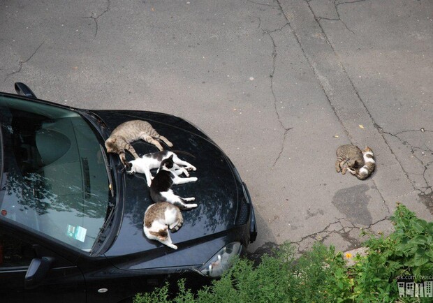 Новость - События - Кошки облюбовали авто во дворе