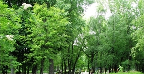 13 октября на Лятошинского обещают посадить деревья и кусты. Фото с сайта obozrevatel.com
