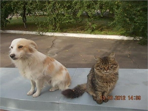 Коту и собаке дали новые имена - Рокки и Абигейл.