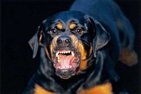 Сейчас милиция проводит облаву на пса. Фото с сайта doggi.ru