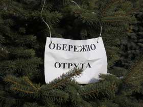 Киевские елки "травят". Фото с сайта for-ua.com