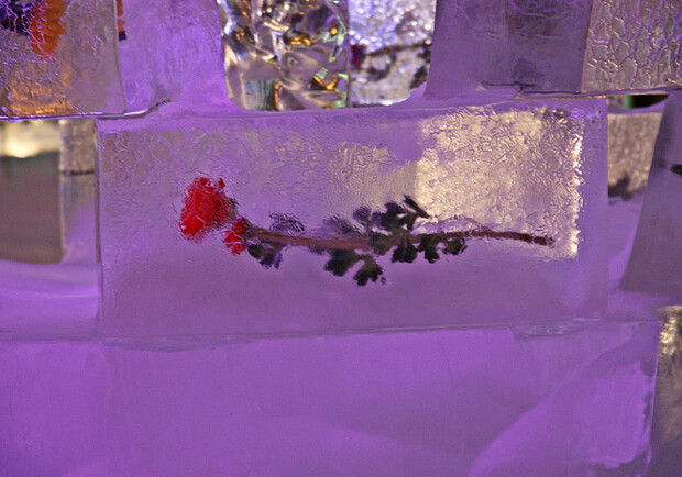 На Певческом поле покажут цветы подо льдом. Фото: liveinternet.ru 