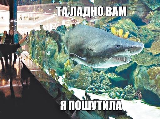 Новость - Досуг и еда - Над чем киевляне шутят в соцсетях: акула, погода и "Хюндай"