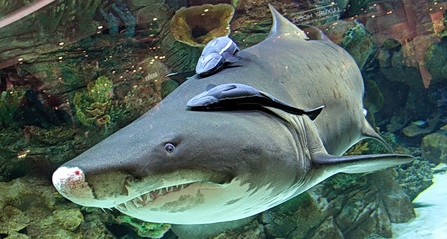 У акулы теперь другое имя. Фото: gorodkiev.com