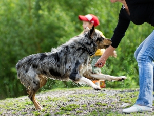 Новость - События - В киевском Гидропарке массово травят собак