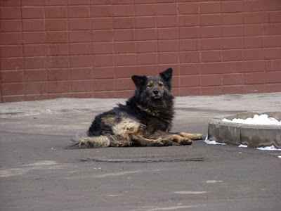 Прокуратура взялась за охотников на собак. Фото: vopros.ua