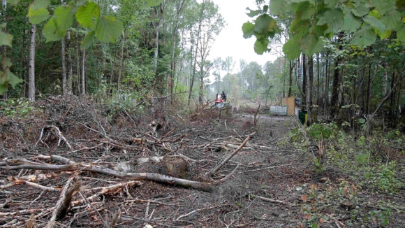 Депутаты хотят запретить стройку в киевских лесах. Фото: izvestia.ru