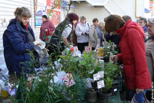 В Киеве пройдет ярмарка для садоводов и огородников. Фото: tvoiomsk.ru