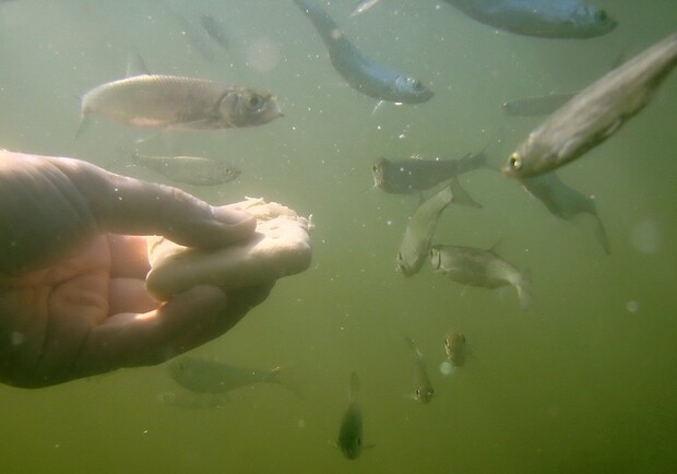 Рыбы должны значительно очистить воду в реках.
Фото:vokrugsveta.ru
