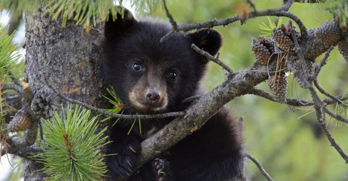 Уссурийские медведи превосходно лазают по деревьям.
Фото: telegraf.com.ua 