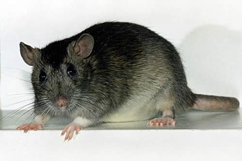 Крысы являются переносчиками многих опасных болезней.
Фото с сайта pets.academ.org