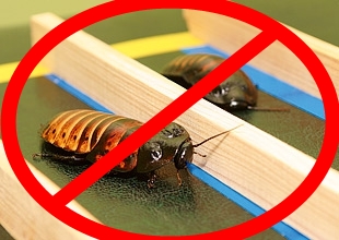 Права тараканов нарушать нестоит.
Фото: zoojournal.ru