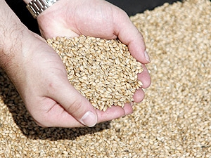 Новость - Общество - Присяжнюк: Около 20 миллионов тонн зерновых собрали украинские аграрии