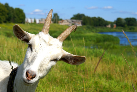 Завтра в Киевском зоопарке будут доить козу. Фото: nostradamustoday.org