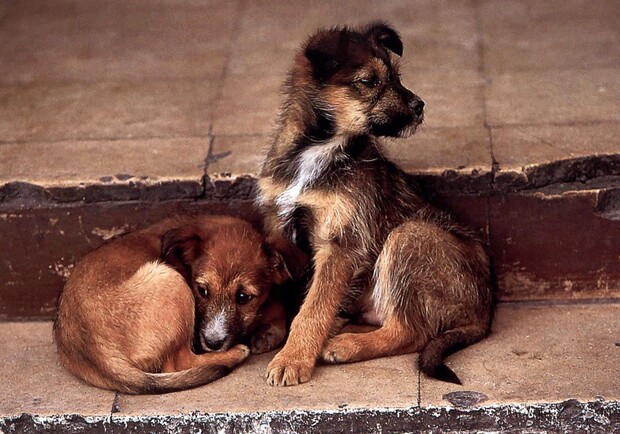 Бездомным животным будут помогать знаменитости. Фото: wallsgeneration.ru