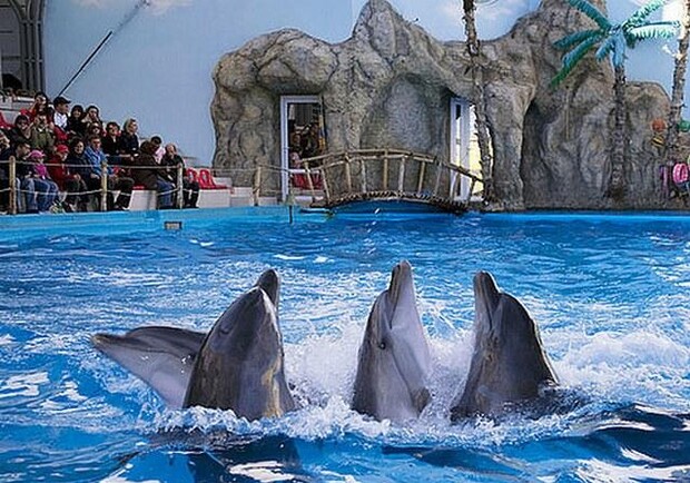 Если дельфинарий все-таки закроют, то дельфинов отправят в другие города Украины.
Фото: turcentr31.ru