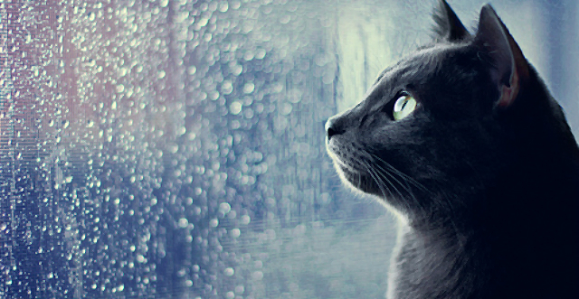 Фото с сайта <a href="http://laughingsquid.com/cats-looking-out-the-window-at-the-rain/">laughingsquid.com</a>.