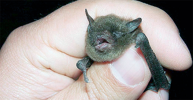 В зоопарке покажут летучих мышей. Фото с сайта <a href="http://en.wikipedia.org/wiki/Indiana_bat">en.wikipedia.org</a>.