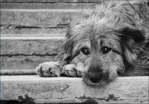 В парке Шевченко пройдет праздник для бездомных собак. Фото: sopico.ru