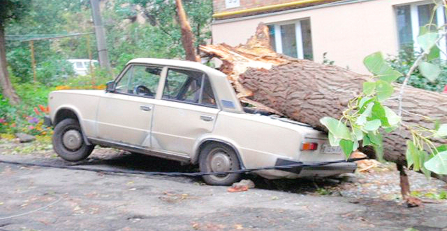 Новость - События - В Голосеевском районе упавший тополь уничтожил авто и обесточил несколько домов