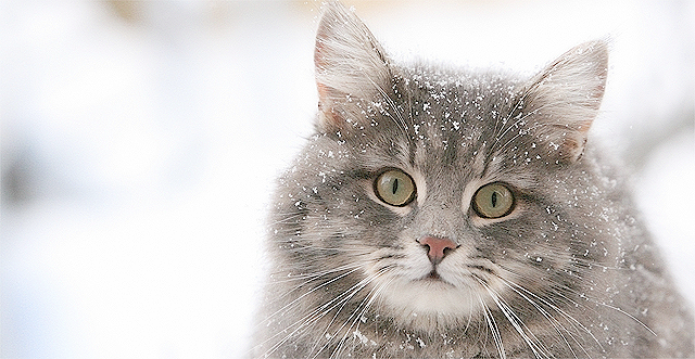 2 октября в Киеве выпадет первый снег. Фото с сайта <a href="http://www.listofimages.com/cat-winter-snow-animals.html">listofimages.com</a>.