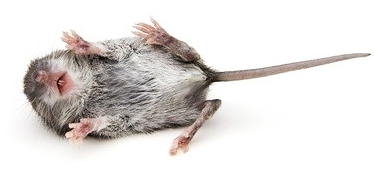 В супермаркете нашли мертвую мышь. Фото: fl.ru
