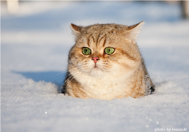 Если утопаете в снегу - не поленитесь позвонить в ЖЭК. Фото с сайта www.dobavit-zakladki.ru