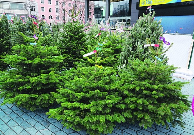 Такие елки продают по 850 гривен за метр. Фото с сайта vz.ua