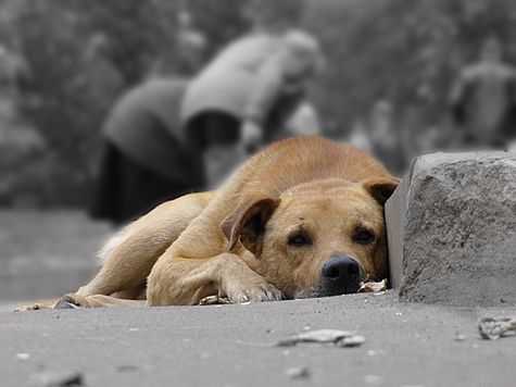 В киевском парке отравили бездомных собак. Фото с сайта spb.mk.ru 
