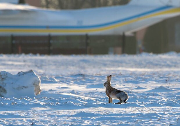 Новость - События - Фотофакт: в аэропорту "Киев" заяц любуется взлетающими самолетами
