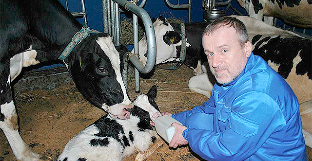 Новость - События - Дутя стала мамой: у коровы Януковича в Межигорье родился теленок